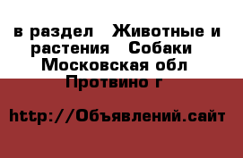  в раздел : Животные и растения » Собаки . Московская обл.,Протвино г.